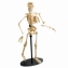Набор для исследований Edu-Toys Модель скелета человека сборная 24 см SK057 0