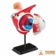 Набор для исследований Edu-Toys Модель глазного яблока сборная 14 см SK007 3