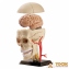 Набір для досліджень Edu-Toys Модель черепа з нервами збірна 9 см SK010 2