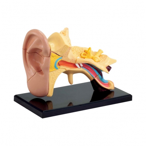 Набір для досліджень Edu-Toys Модель анатомія вуха збірна 7,7 см SK012