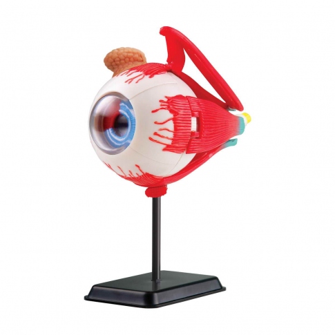Набор для исследований Edu-Toys Модель глазного яблока сборная 14 см SK007