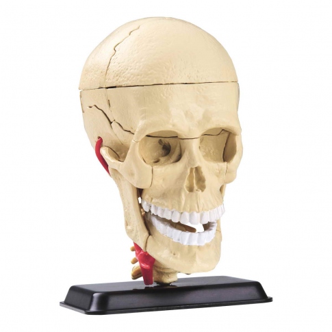 Набір для досліджень Edu-Toys Модель черепа з нервами збірна 9 см SK010