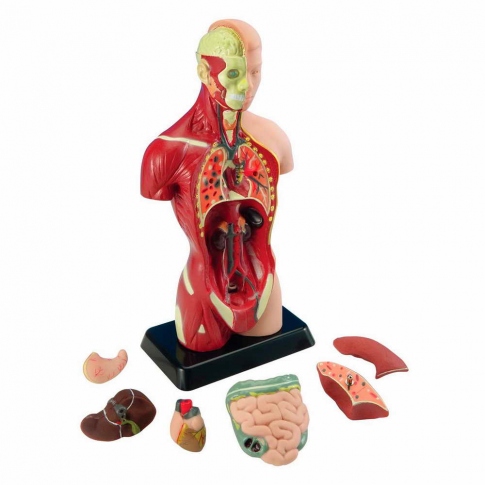 Набор для исследований Edu-Toys Анатомическая модель человека 27 см MK027