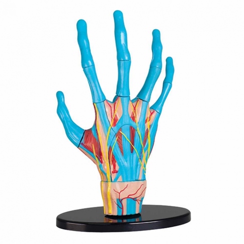Набір для досліджень Edu-Toys Модель руки збірна 16,5 см SK058