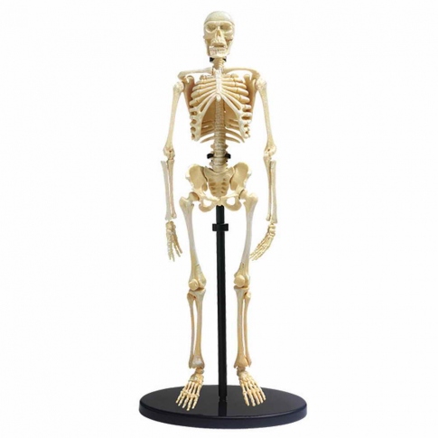 Набор для исследований Edu-Toys Модель скелета человека сборная 24 см SK057