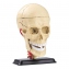 Набір для досліджень Edu-Toys Модель черепа з нервами збірна 9 см SK010
