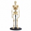 Набор для исследований Edu-Toys Модель скелета человека сборная 24 см SK057